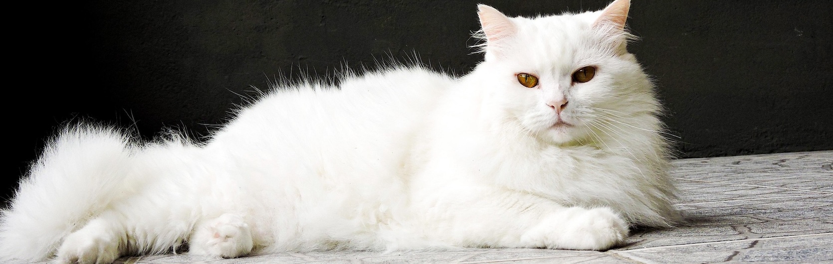 Gato Angora Turco