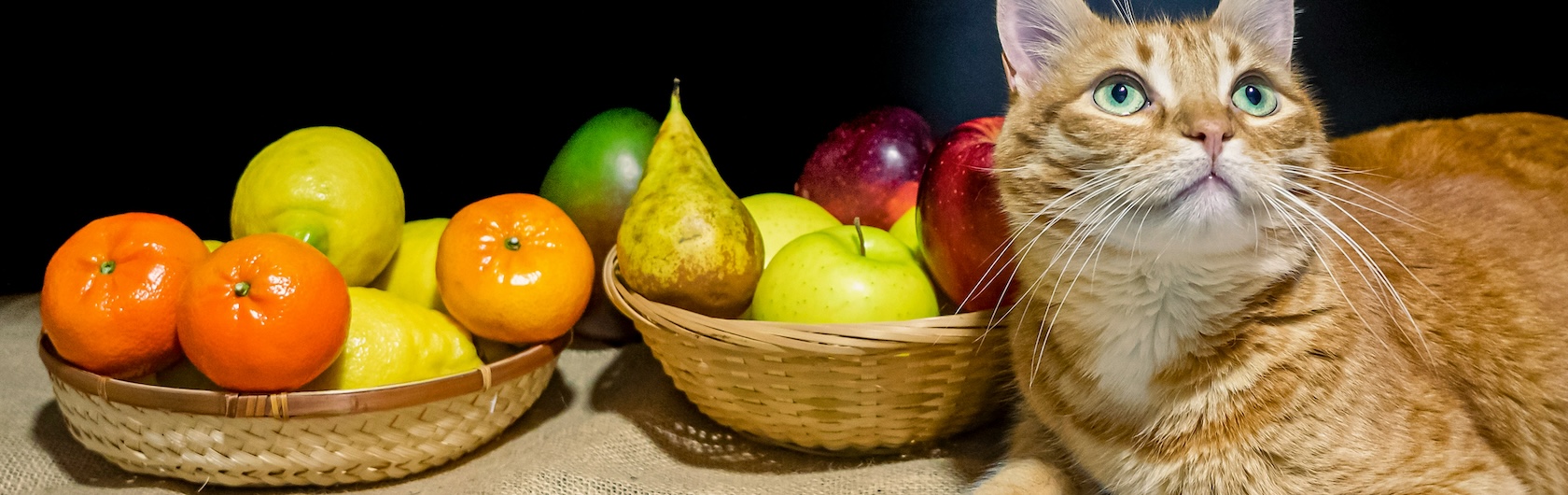 Gato con frutas