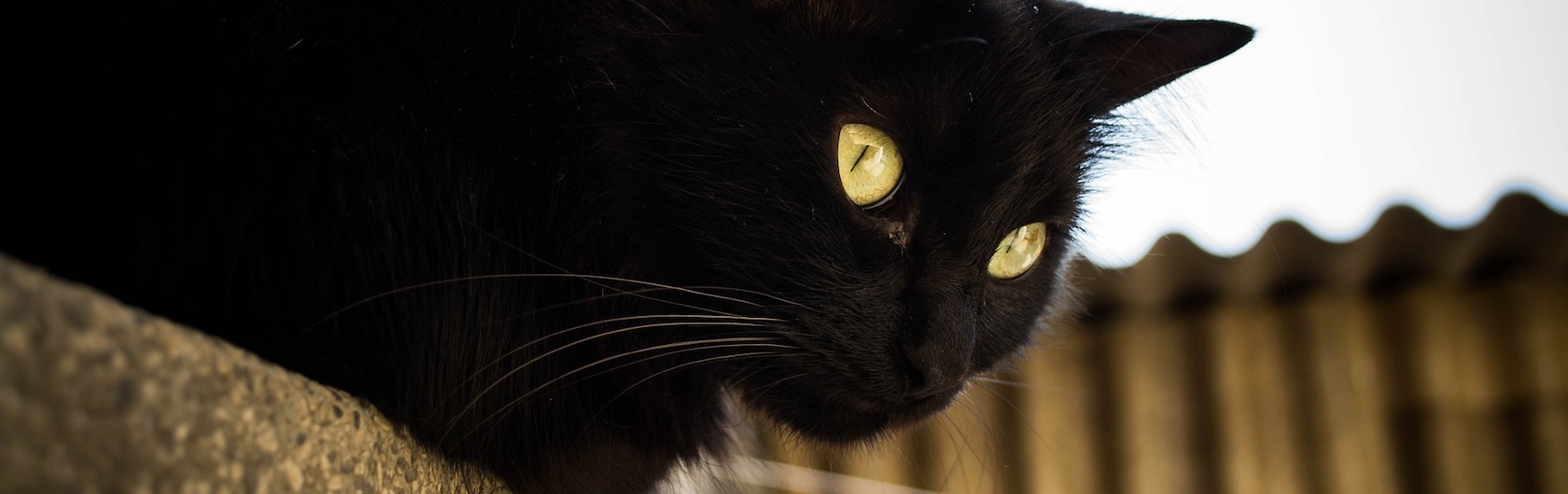Soñar con un gato negro